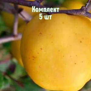 Комплект 5шт / Айва яблоковидная Янтарная Краснодарская