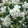 Комплект 5шт / Чубушник (жасмин садовый) Горностаева Мантия: фото и описание