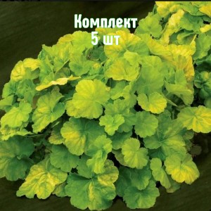 Комплект 5шт / Гейхера Нозерн Икспожэ Лайм