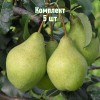 Комплект 5шт / Груша Орловская летняя: фото и описание
