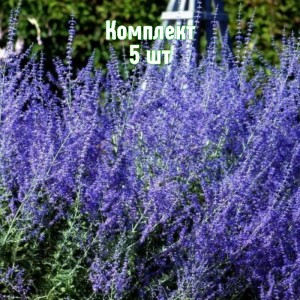 Комплект 5шт / Перовския лебедолистная Тайга