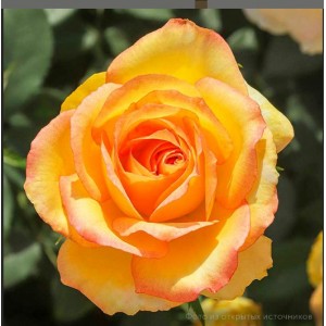 Комплект 5шт / Роза чайно-гибридная «Сальвадор»