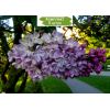 Комплект 5шт / Сеянец Сирень Зоя Космодемьянская: фото и описание