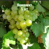 Комплект 5шт / Виноград Галан: фото и описание