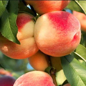 Персик Ставропольский розовый