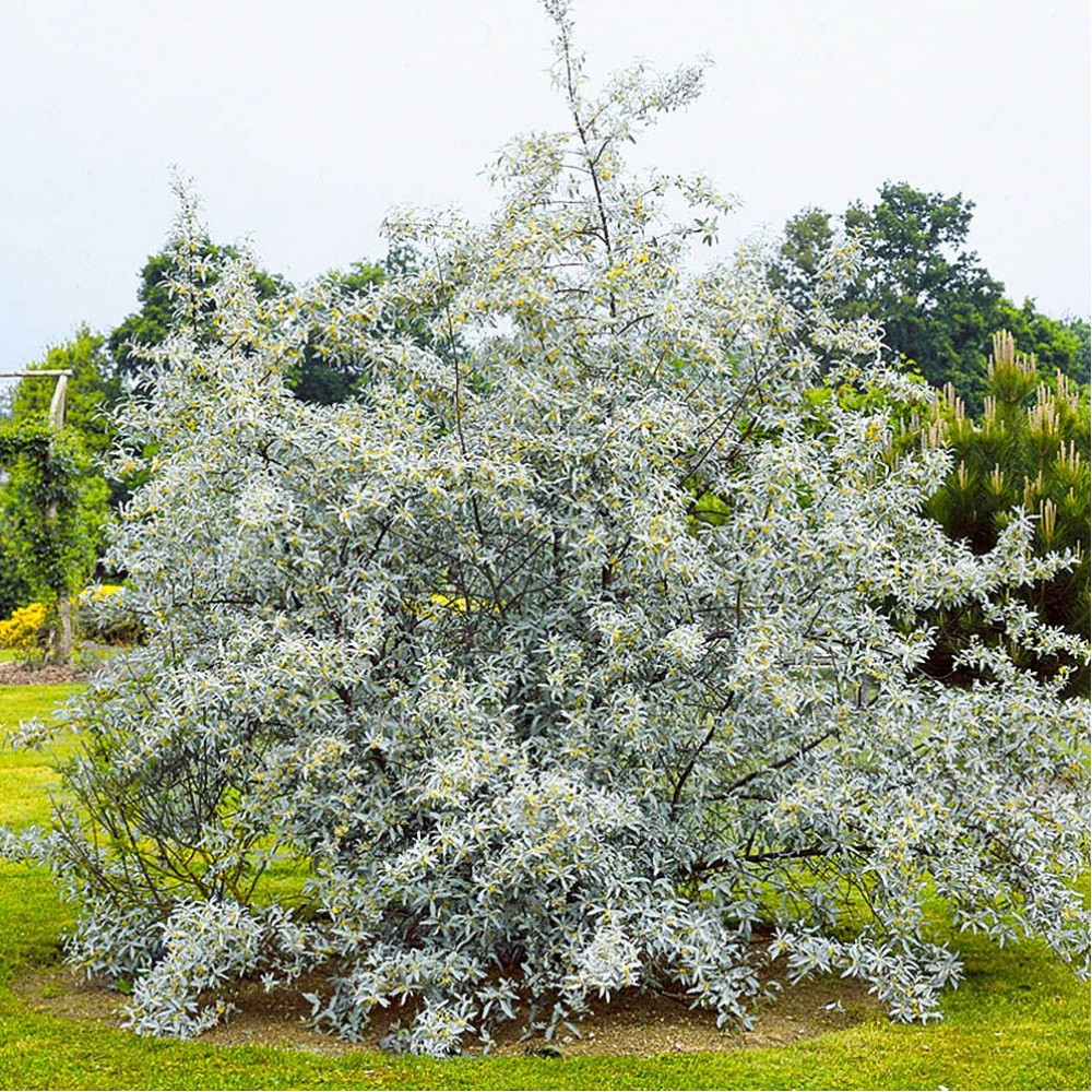 Ива с острыми серебристыми листьями 5 букв. Лох серебристый (Elaeagnus argentea). Лох узколистный Ангустифолия. Лох серебристый (Elaeagnus commutata). Лох серебристый узколистный.